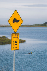 Otter behavior taken in Moss Landing, CA.