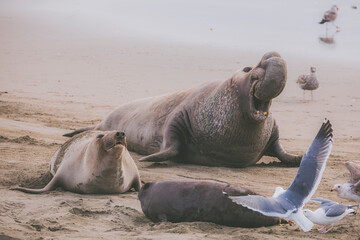 Elephant seal behavior seen in San Simeon, CA.
