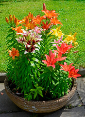 kolorowe lilie na tle trawnika, Lilium , colorful lilies in a pot