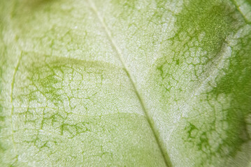 Green leaf macro detail close up microscope mode