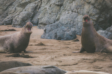 Elephant seal behavior seen in San Simeon, CA.