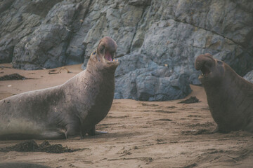 Elephant seal behavior seen in San Simeon, CA.