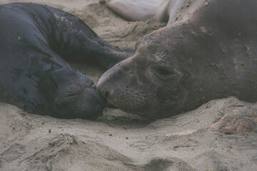Elephant seal behavior seen in San Simeon, CA.