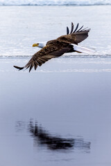 Bald eagle at the Washington coast. 
