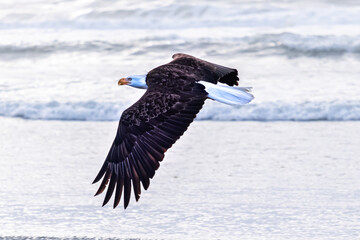 Bald eagle at the Washington coast. 