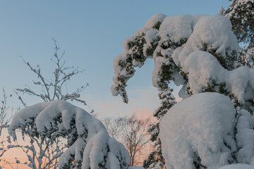 Spruces and pines are covered with snow against the sky..  Winter, evening landscape. Nature of Scandinavia, Finland. Christmas card, there is a place for text