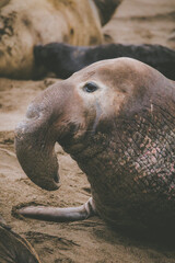 Elephant seal behavior seen in San Simeon, CA.