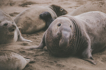 Elephant seal behavior seen in San Simeon, CA.