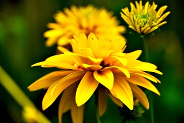 Garden flowers in the summer rays of the sun.