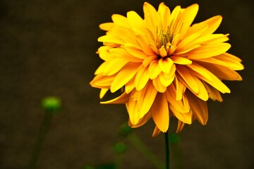 Garden flowers in the summer rays of the sun.