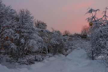 Trees and houses are covered with snow..Against the backdrop of sunset, pink sky. Winter, evening landscape. Nature of Scandinavia, Finland. Christmas card, there is a place for text