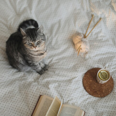 Cute cat sleeping at home. Book and cup of lemon tea with home decor on the warm soft bed. Scandinavian style, hygge concept.