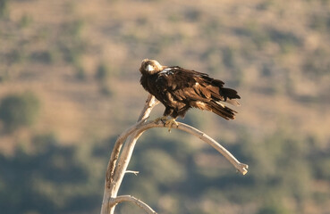 Adult imperial eagle on the mountain