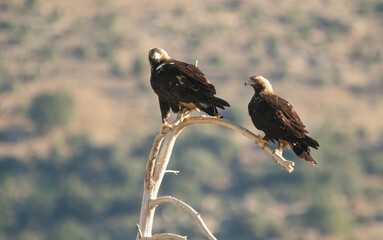 Adult imperial eagle on the mountain