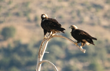 Adult imperial eagle on the mountain
