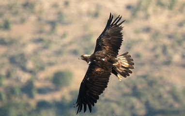 Fototapeta na wymiar Adult imperial eagle on the mountain