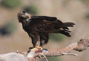 Adult imperial eagle on the mountain