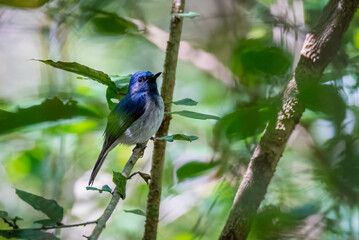 Hainan blue flycatcher (Cyornis hainanus) beautiful bird perching on the branch