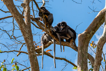 dusky leaf monkeys in tropical rainforest,