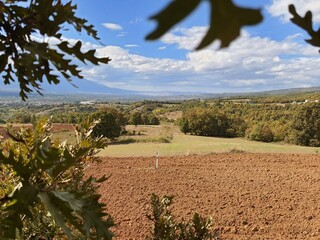 Obraz premium tree in the field