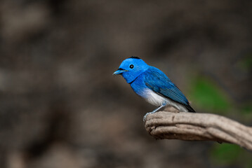 Hypothymis azurea or black nape monarch in nature