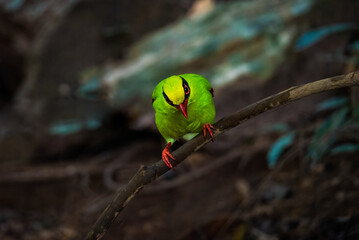 Deep green Common green magpie stair at us at Kengkrajarn national park
