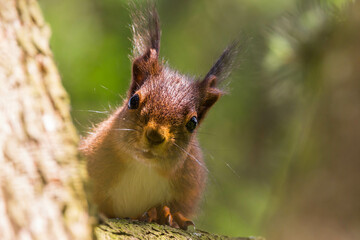 Portrait Ecureuil Roux