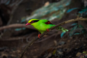 Deep green Common green magpie stair at us at Kengkrajarn national park