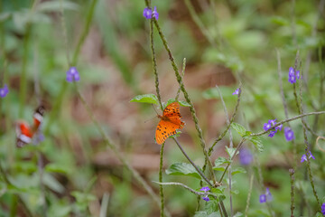 Borboleta nas folhas no meio da natureza linda.
