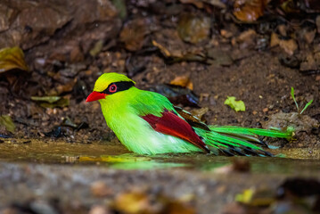Deep green Common green magpie stair at us at Kengkrajarn national park