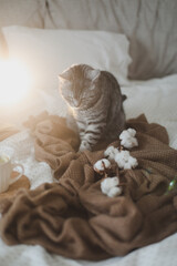 Fototapeta na wymiar cute cat and a cotton flower on a cozy plaid in bed. Scandinavian style, hygge concept.