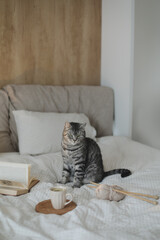 cute scottish straight grey tabby cat sitting on bed in soft morning light at home. Book and cup of lemon tea on the warm soft bed. Scandinavian style, hygge concept.