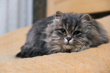 Fluffy gray cat close-up.