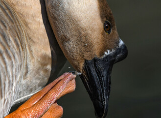 la grande oca cignoide
