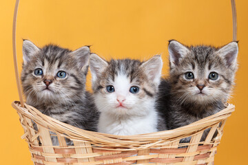 Fototapeta na wymiar Three kittens are sitting in a wicker basket. Studio shooting of animals.