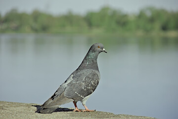 bird dove on a blue-gray background looks into the distance, on the banks of the river