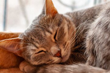 A gray striped kitty sleeping on the window!