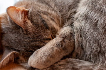 The gray striped kitty sleeps with her paw on her muzzle!