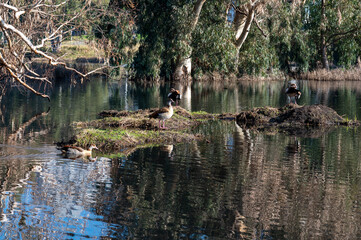Fototapeta na wymiar Beautiful Egyptian goose, duck, flew to the Winter Lake in Netanya