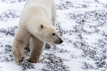 Obraz na płótnie Canvas Male polar bear ( Ursus maritimus) waiting on the shore of Hudson Bay, near Churchill Manitoba, for the bay to freeze over. 