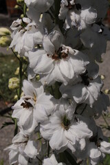 White mid-century hybrid "Delphinium Ivory Towers" flowers (or Larkspur, Spurrier) in St. Gallen, Switzerland.