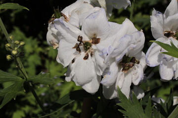 White mid-century hybrid "Delphinium Ivory Towers" flowers (or Larkspur, Spurrier) in St. Gallen, Switzerland.