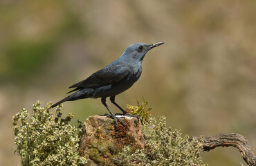 Roquero solitario posado sobre las rocas en primavera
