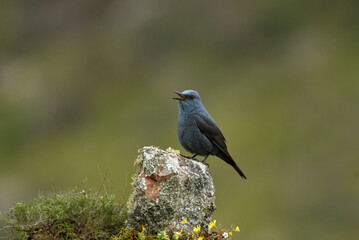 Roquero solitario posado sobre las rocas en primavera