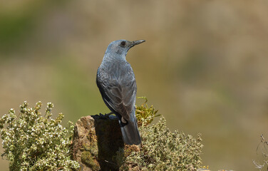 Roquero solitario posado sobre las rocas en primavera