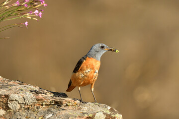 Roquero rojo en la sierra abulense (Avila) España, en primavera
