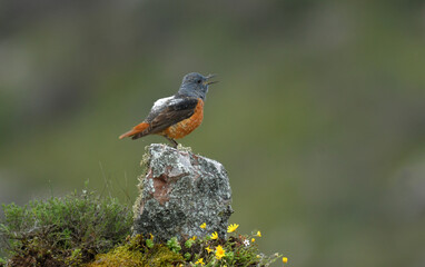 Roquero rojo en la sierra abulense (Avila) España, en primavera