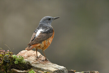 Roquero rojo en la sierra abulense (Avila) España, en primavera