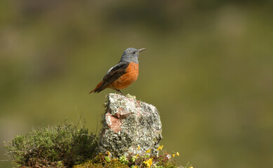 Roquero rojo en la sierra abulense (Avila) España, en primavera