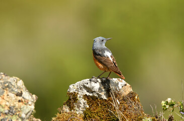 Roquero rojo en la sierra abulense (Avila) España, en primavera